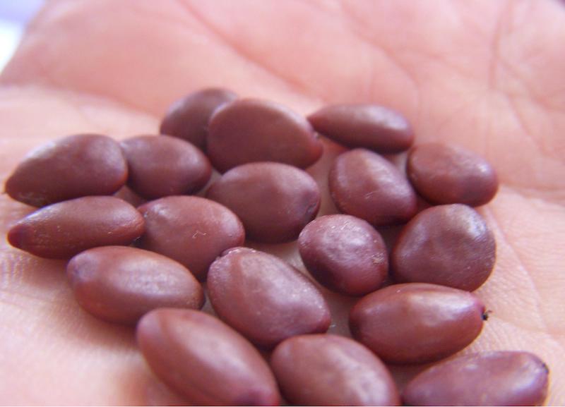 This is what carob seeds, the origin of the words "carat" and "karat," look like.
